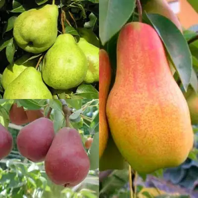 Комплект ГРУШЕВОЕ АССОРТИ в Солигорске