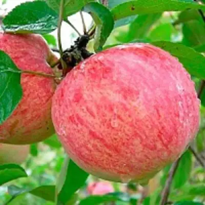 Яблоня КОРИЧНОЕ ПОЛОСАТОЕ в Солигорске