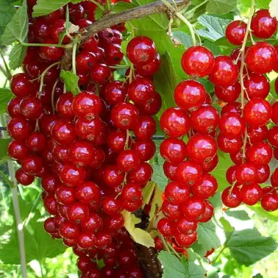 Смородина красная ЙОНКЕР ВАН ТЕТЦ в Солигорске