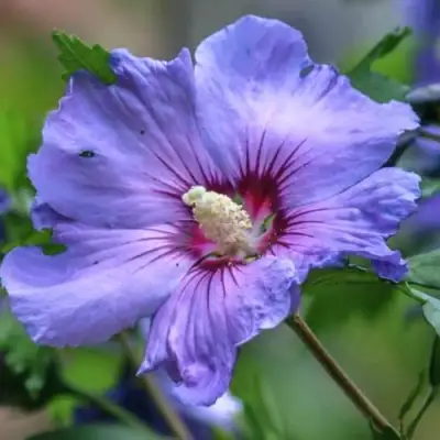 Гибискус МАРИНА сирийский в Солигорске