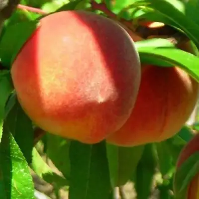 Персик РЕД ХЕВЕН в Солигорске