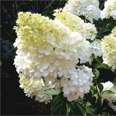 Гортензия ДИАМАНТИНО метельчатая в Солигорске