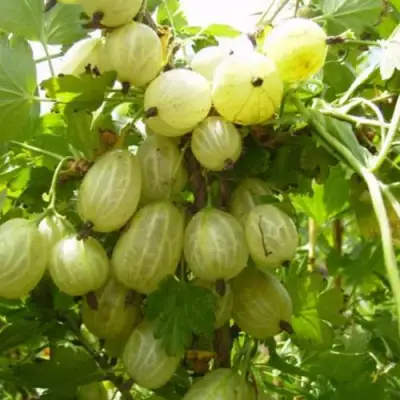 Крыжовник ИНВИКТА в Солигорске