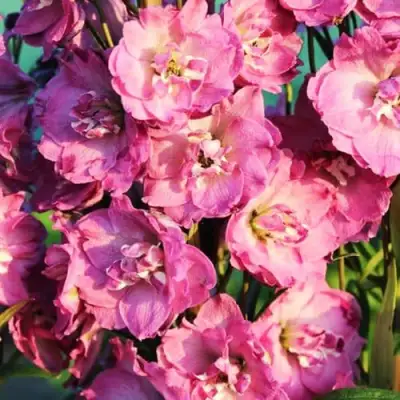 Дельфиниум ДЕЛЬФИС ПИНК ПАУЭ высокий в Солигорске