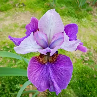 Ирис ЛАЙТ ОВ ХАРТ сибирский в Солигорске