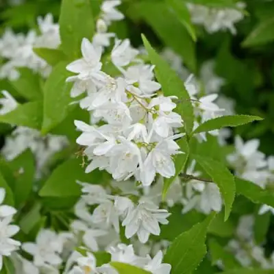 Дейция шершавая в Солигорске