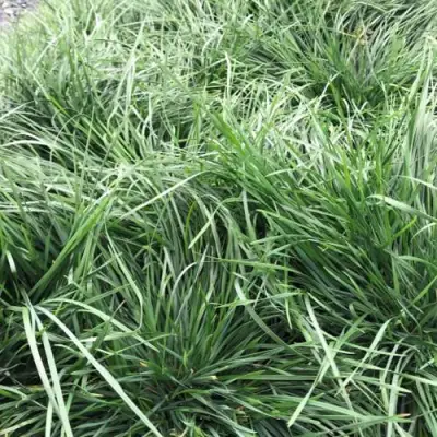 Щучка ГОЛДТАУ дернистая в Солигорске