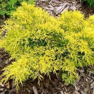 Можжевельник КИНГ ОФ СПРИНГ средний в Солигорске