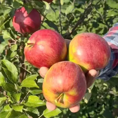 Яблоня ПОСПЕХ в Солигорске