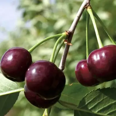 Дюк КСЕНИЯ (ЧЕРЕВИШНЯ) в Солигорске