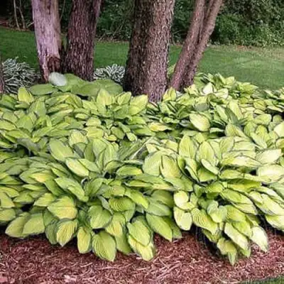 Хоста ГОЛД СТАНДАРТ Форчуна в Солигорске