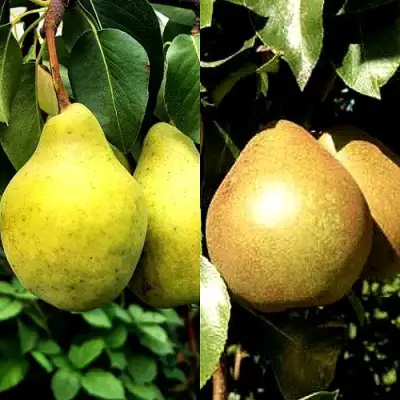 Комплект ДУЭТ в Солигорске