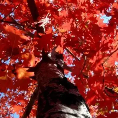 Дуб красный в Солигорске