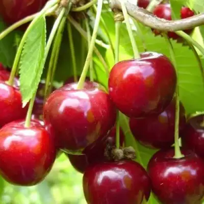 Вишня ХАРИТОНОВСКАЯ в Солигорске