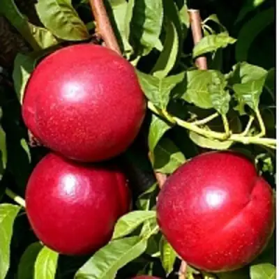 Нектарин ХАРКО в Солигорске