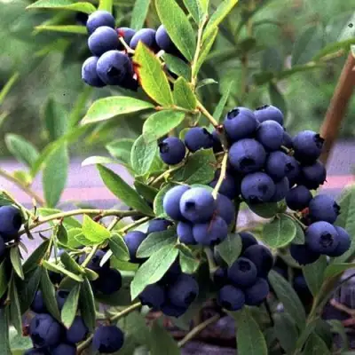 Голубика ДЖЕРСИ в Солигорске