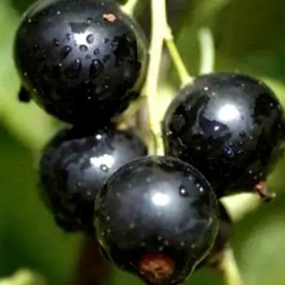 Смородина чёрная ВИНОГРАДНАЯ в Солигорске