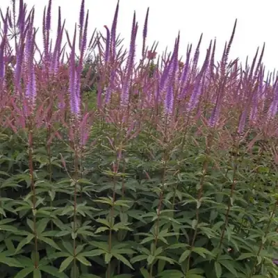 Вероникаструм ФАСЦИНЕЙШН в Солигорске