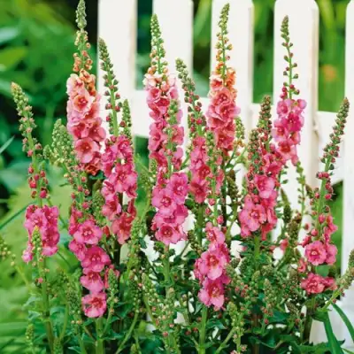 Коровяк ПИНК ДОМИНО гибридный (вербаскум) в Солигорске