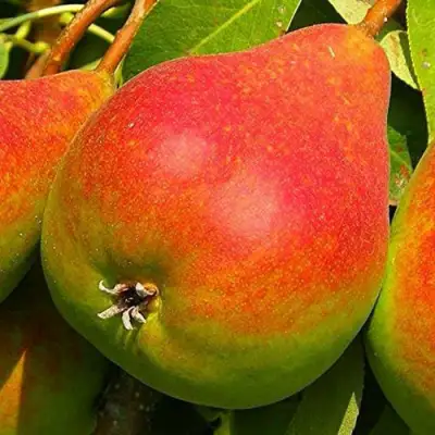 Груша ГЕРА в Солигорске