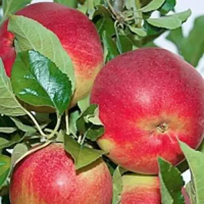 Яблоня СЕНАТОР колонновидная в Солигорске