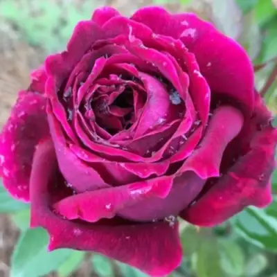 Роза РОЯЛ ПАЛАС японская в Солигорске