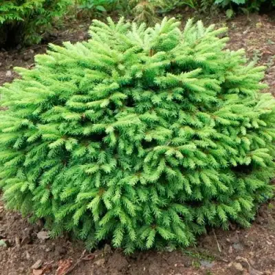 Ель НИДИФОРМИС обыкновенная в Солигорске