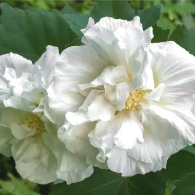 Гибискус АДМИРАЛ ДЕВЕЙ сирийский в Солигорске