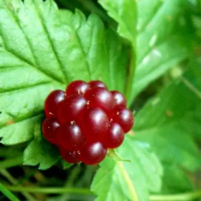 Княженика ЭЛПЕ в Солигорске