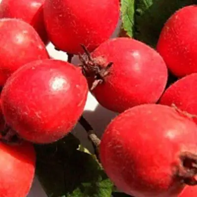 Боярышник КРУПНОПЛОДНЫЙ в Солигорске