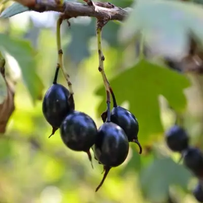 Смородина золотистая ДУСТЛИК в Солигорске