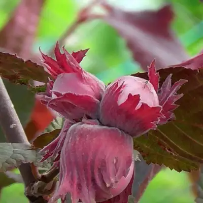 Фундук КАРДИНАЛ в Солигорске