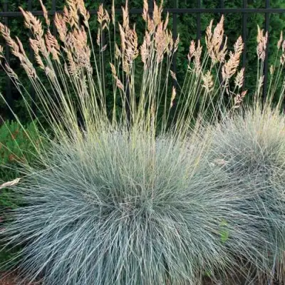 Овсянница ЭЛАЙДЖА БЛЮ в Солигорске