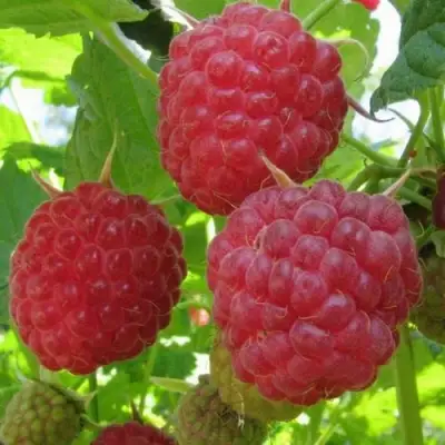 Малина НОВОСТЬ КУЗЬМИНА в Солигорске