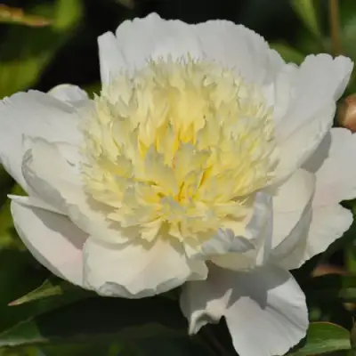 Пион ЗОЛОТАЯ ШПИЛЬКА травянистый в Солигорске