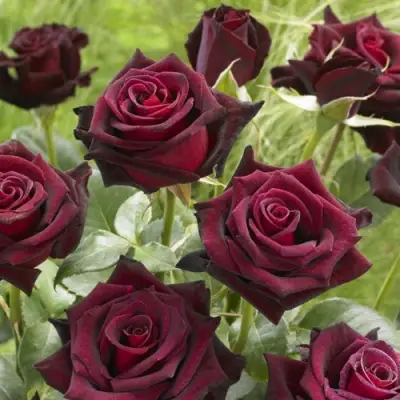 Роза БЛЭК БАККАРА чайно-гибридная в Солигорске