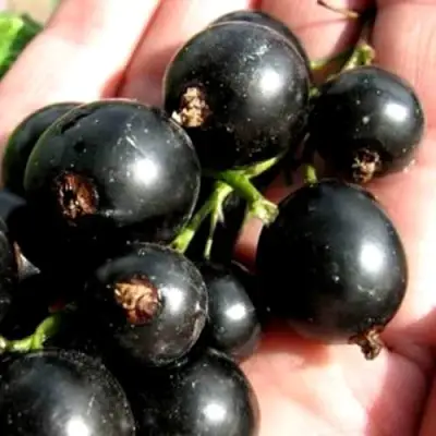 Смородина чёрная ЧЕРЕШНЁВАЯ в Солигорске