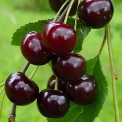 Вишня ЛАСУХА в Солигорске