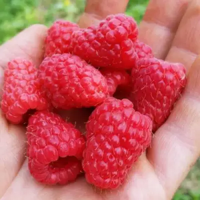 Малина ТУЛАМИН в Солигорске