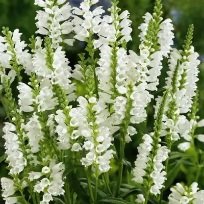 Физостегия АЛЬБА виргинская в Солигорске