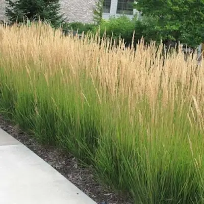 Вейник КАРЛ ФОРСТЕР остроцветковый в Солигорске