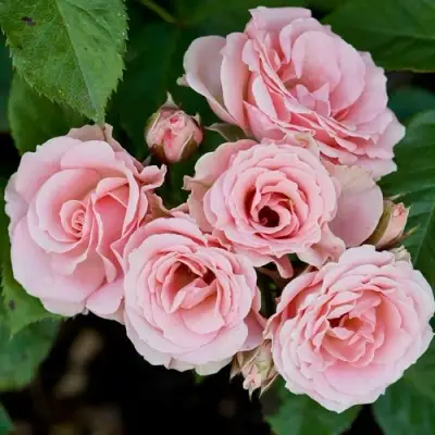 Роза КЛАССИК ЛИДИЯ спрей в Солигорске