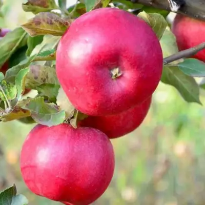 Яблоня АЙДАРЕД в Солигорске