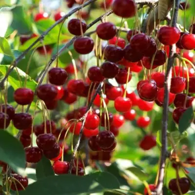 Вишня БРУСНИЦЫНА степная в Солигорске