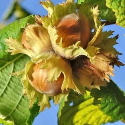 Фундук ТОНДА РОМАНА в Солигорске