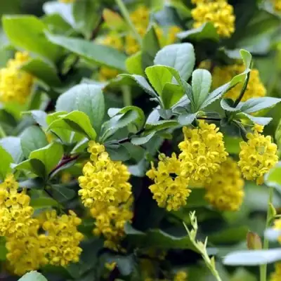 Барбарис корейский в Солигорске