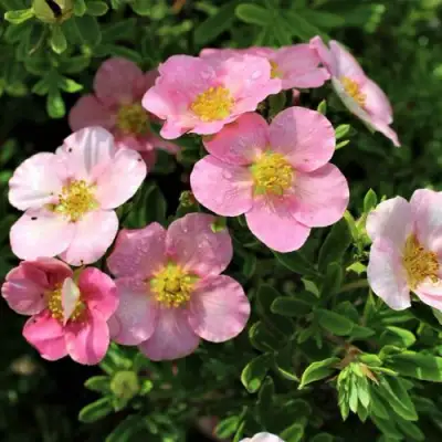 Лапчатка ЛАВЛИ ПИНК кустарниковая в Солигорске