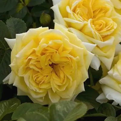 Роза НАДЯ МЕЙДИЛАНД почвопокровная в Солигорске