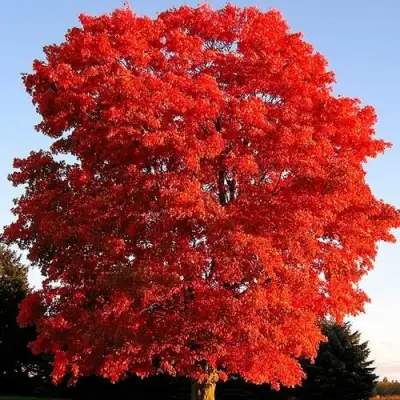 Дуб красный в Солигорске