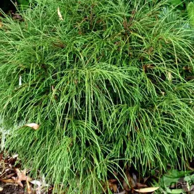 Туя ВИПКОРД складчатая в Солигорске